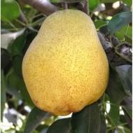 Саженец Груша Киффер